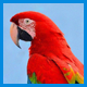 Лакомства и витаминные добавки для крупных попугаев