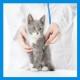 Ветеринарные диеты (пресервы) для кошек