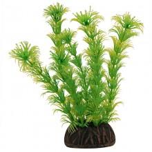 Растение 1367 "Амбулия" жёлто-зеленая, 100мм, (пакет)